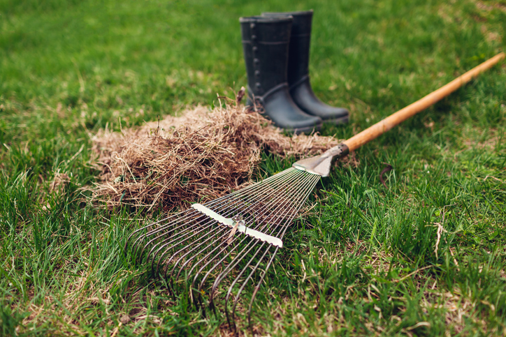 Late Winter Lawn Cleanup: Why It Matters Before Spring